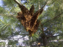Picture of  a swarm